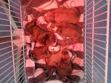 geboren 15 maart 2013