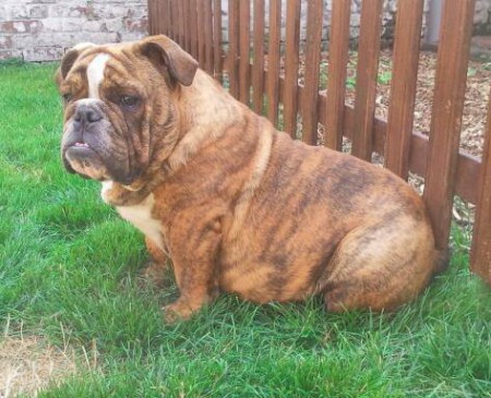 dieu aka crazy stone