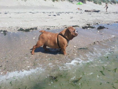 helaas overleden met een half jaar r.i.p sky aka  charming coco